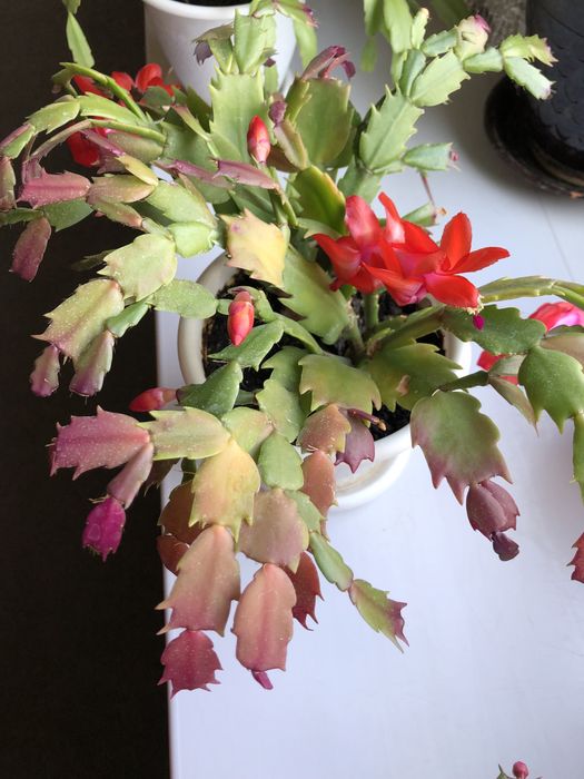 Кактус, «Женское счастье», декабрист