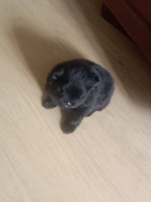 Щенки породы Шпиц