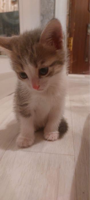 Отдам в добрые руки котенка девочка