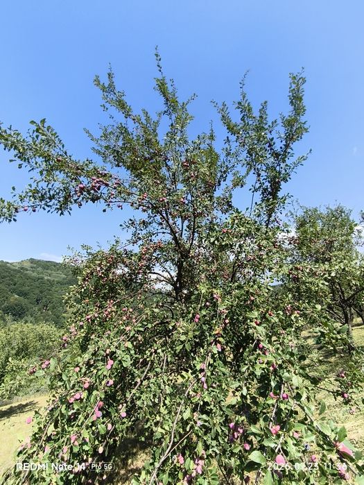Vând prune pentru țuică
