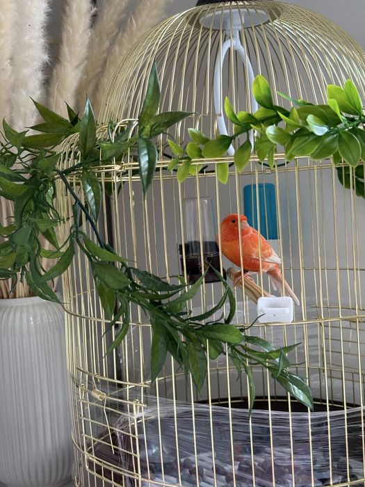 Канарейка ( турецкий )