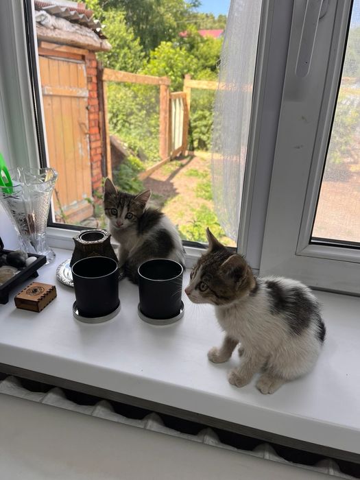 Котята в заботливые руки