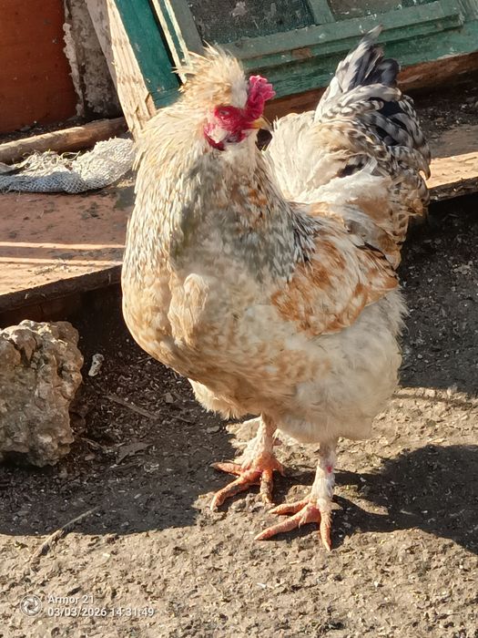 Cocosi diferite rase si dimensiuni