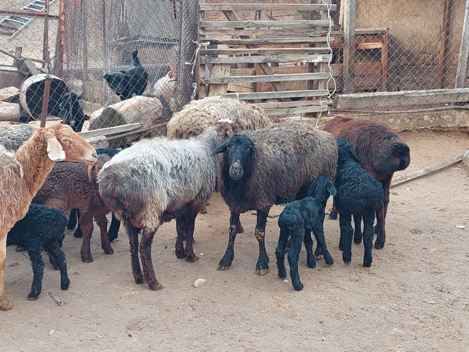 Жас ірі денелі қозылы қойлар сатылады
