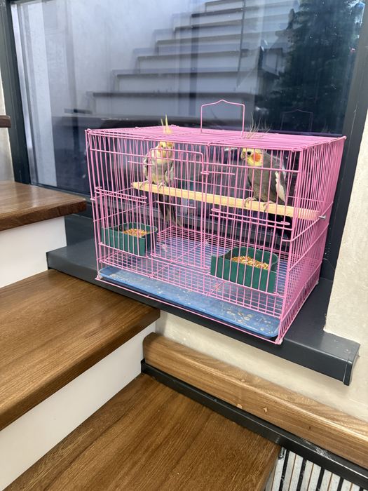 Продается попугай Карилла