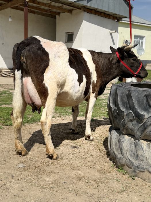 Сүтті бұзаулы сиыр