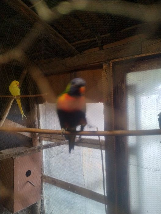 Продават се папагали