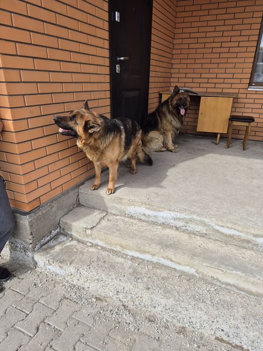 Немецкие овчарки