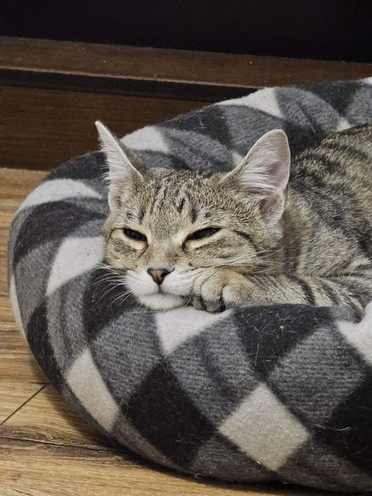 Adoptie montan castrat