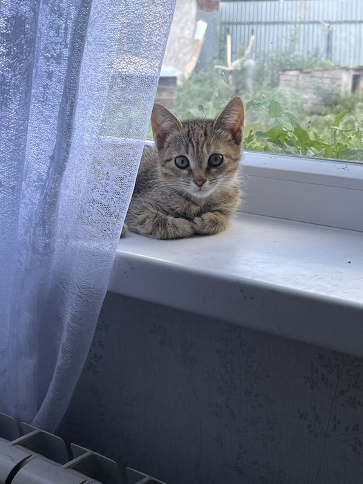 Котенок. Срочно. Отбили у собак.