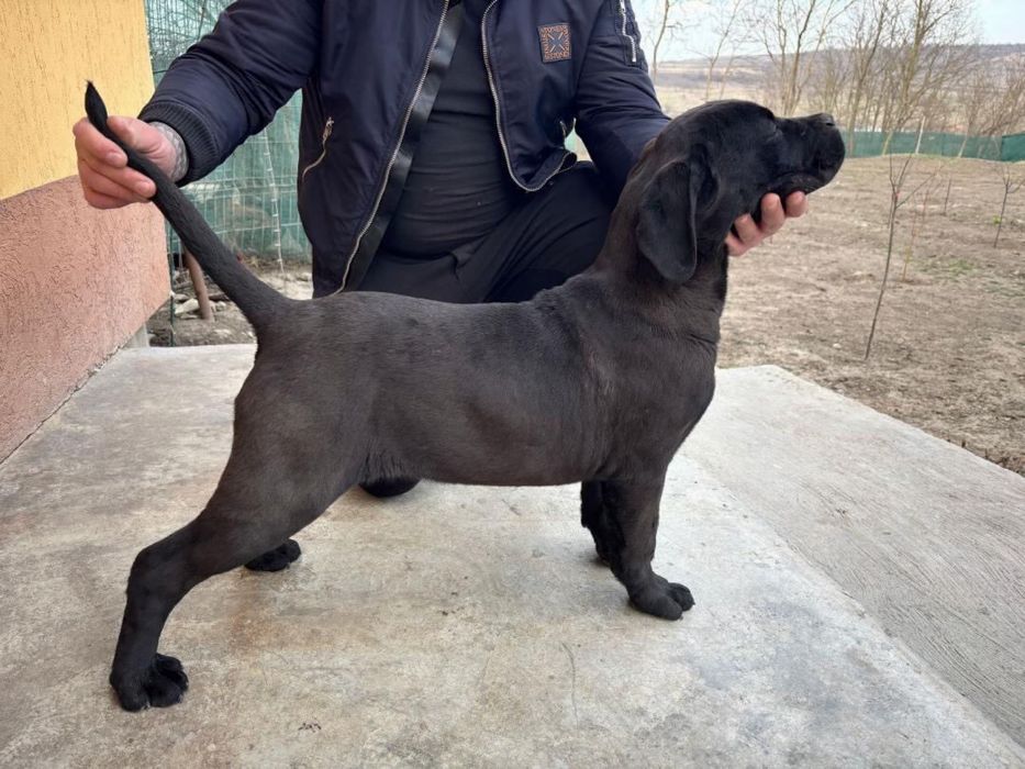 Cane corso de vanzare