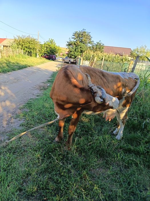 Vaca de vânzare detali la nr de tel 0773856350