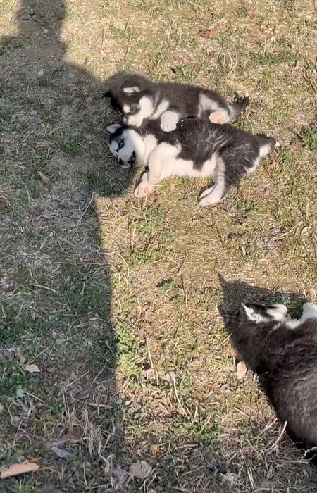 Шеночки хаски чистокровные