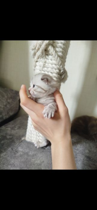 Котята породистые