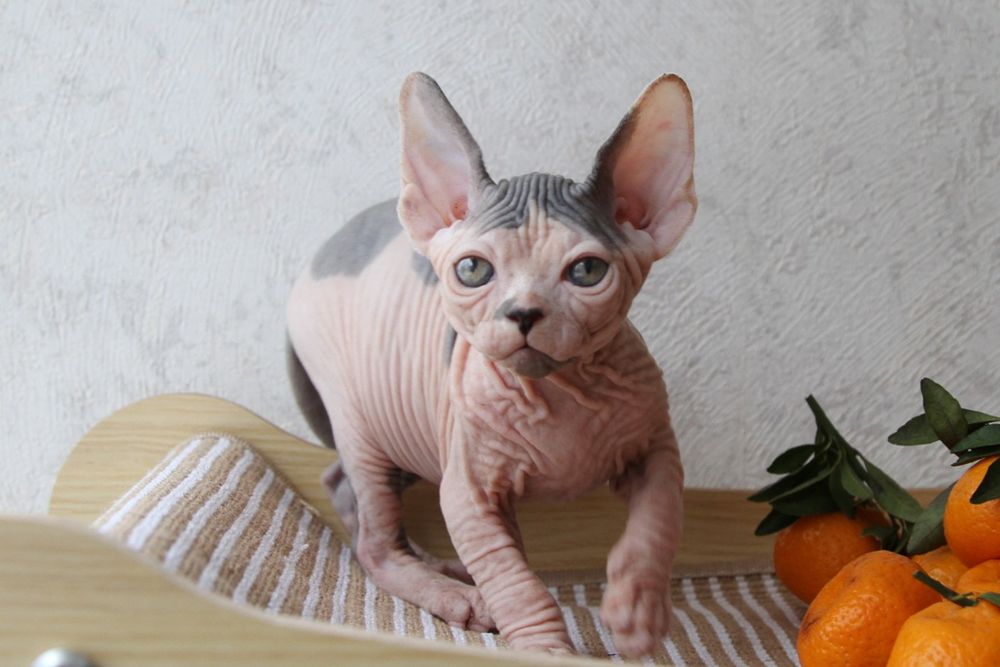 Котята сфинксы .