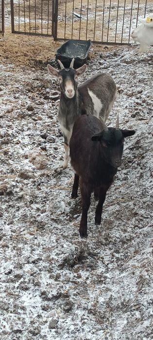 Продам молодых коз