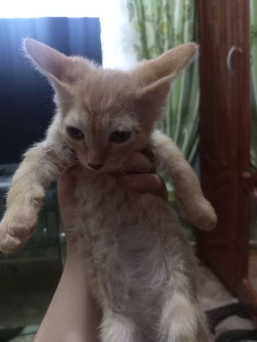 Отдам котят в хорошие руки