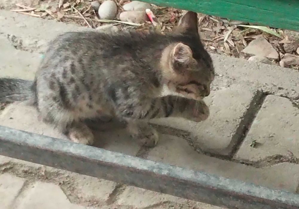Котенок в добрые руки