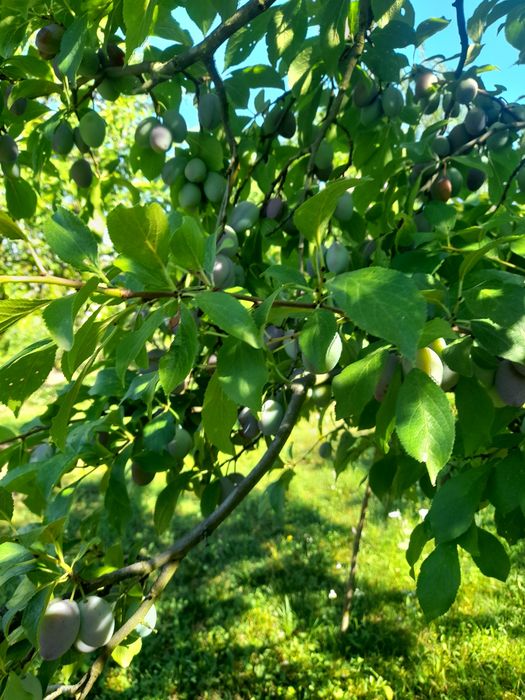 Vând prune bistrite