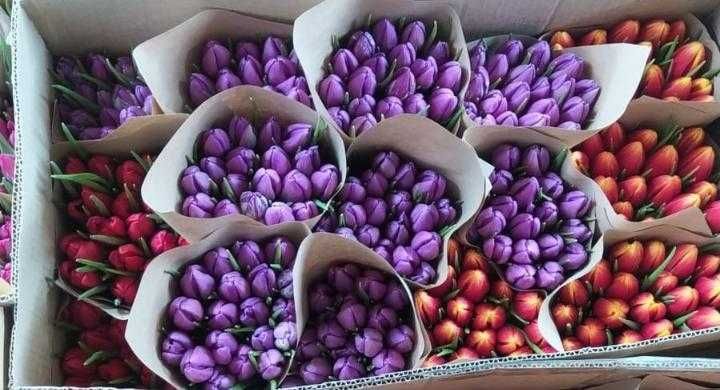 Продам тюльпаны к 8 марта.