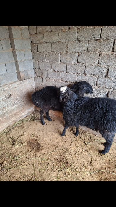 Қошқарлар сатылады .