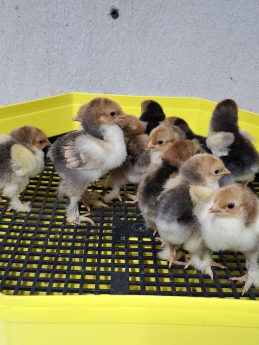 Pui Cochinchina uriaș portelan