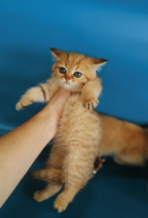 Золото Котята шиншилла