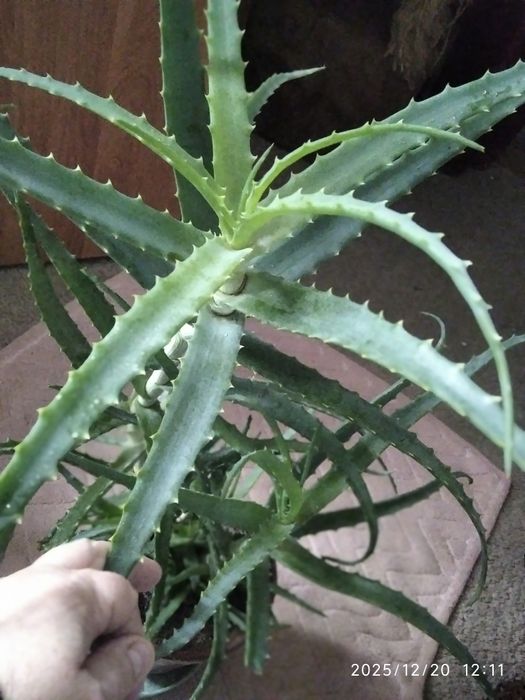 Алое лечебный столетник с детками