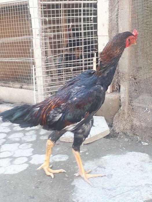 Dakan xurozlari sotiladi