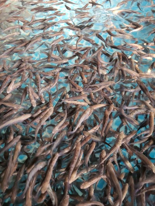 Мольки Форели 10 грамм