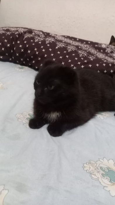 Срочно продам кошку