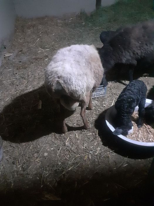 Zotdor ona bola qoʻy sotiladi