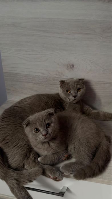 Pisica Scottish fold
