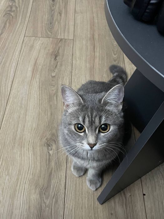 Котик, 2 года, дружелюбный