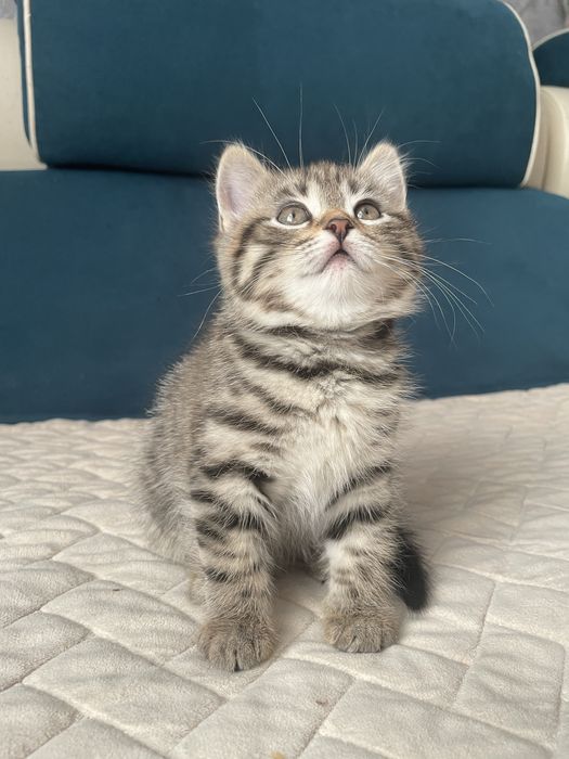 Продам шотландских котят