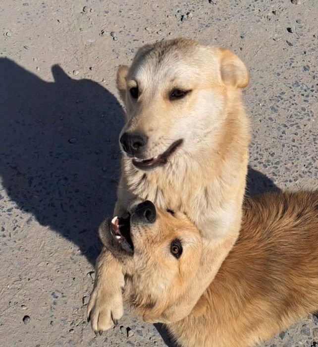 Бесплатно Муня и Лунтик