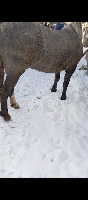 Продам жеребца,,