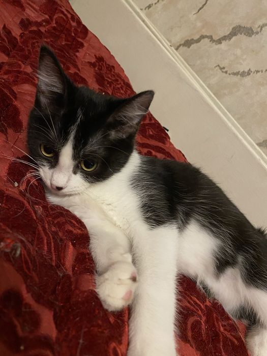 Отдам котенка в добрые руки