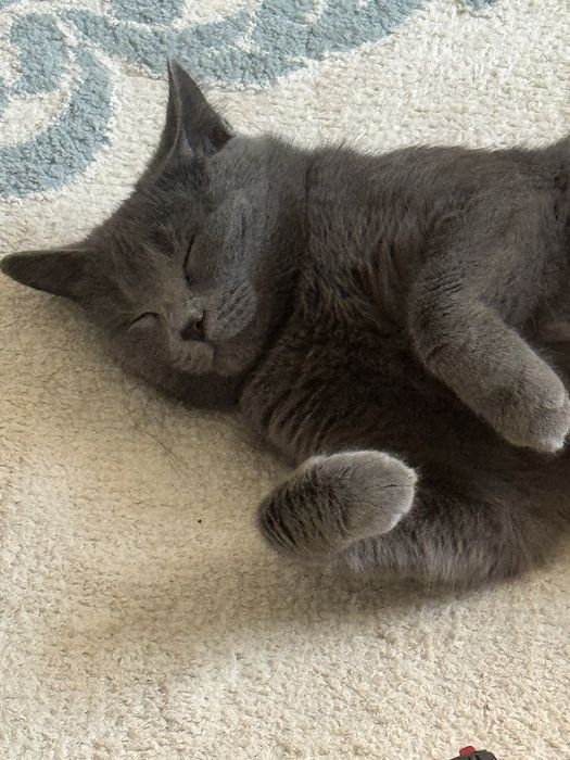 Отдам кошку бесплатно