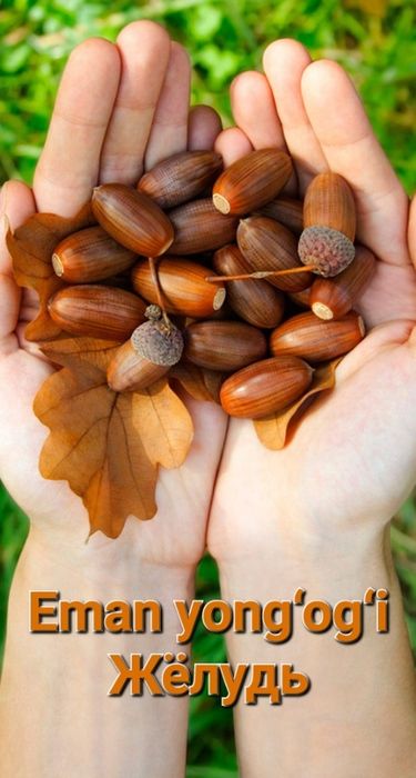 Eman yong‘og‘i, Жёлудь