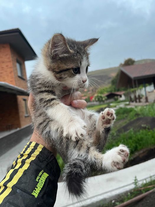 Отдам котят в хорошие руки