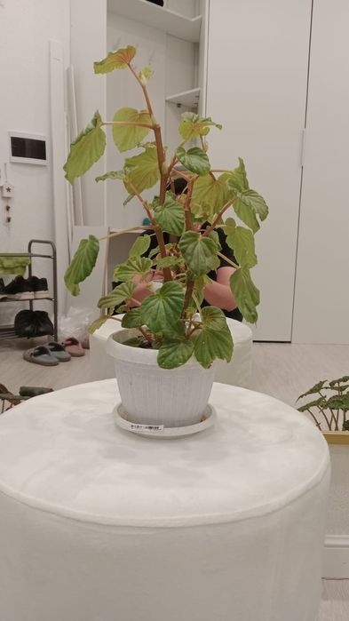 Комнатные цветы, разные.