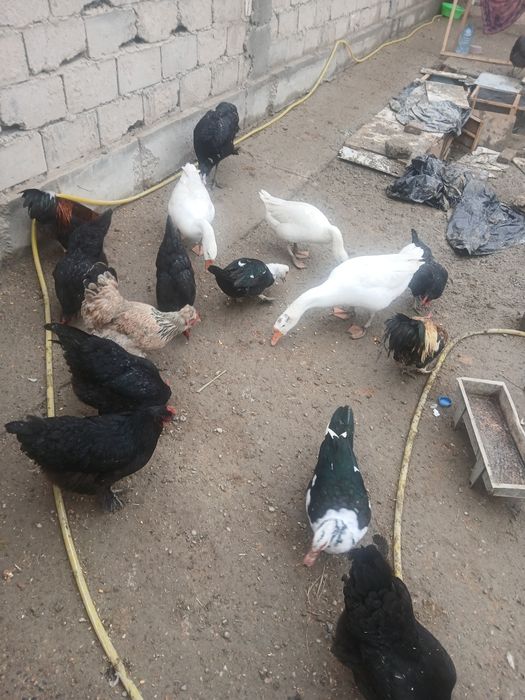 Qora honaki tovug'lar sotiladi tuxum tug'adi