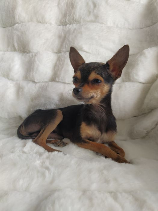 Вязка мини той терьера