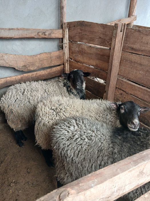 Романов Кучкорлари сотилади