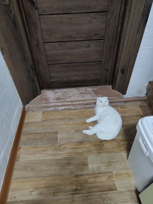 Кошечка Скоттиш Фолд