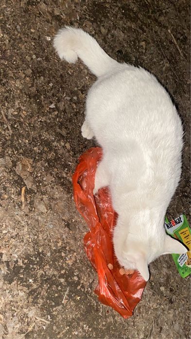 котенок срочно  на