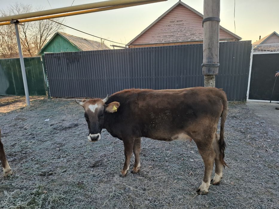 Продам двух первотелок