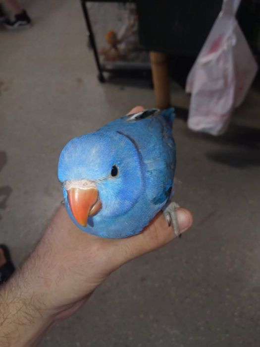 Pui blanzi Micul Alexandru violet Alexander