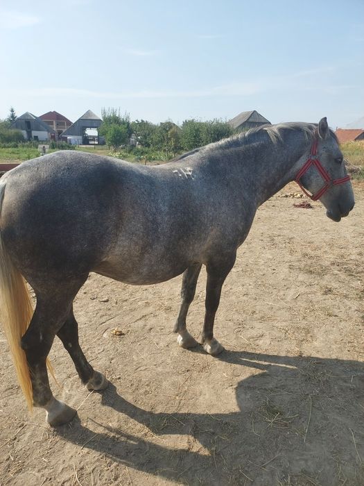 Iapa Lipitan cu Pedigree de la Herghelie